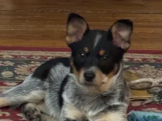 Australian Cattle Dog dogs Jigsaw - Ad 41