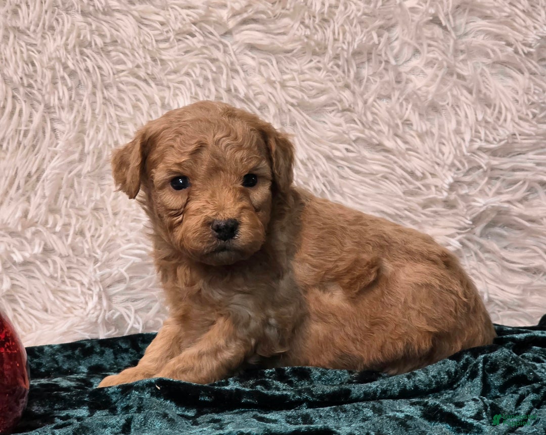 Mini Goldendoodle dogs for sale: Star - Ad 3