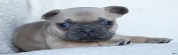 French Bulldog dogs for sale: Penny AKC - Ad 25