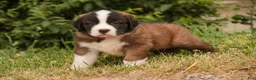 Saint Bernard dogs for sale: Wallace - Ad 6