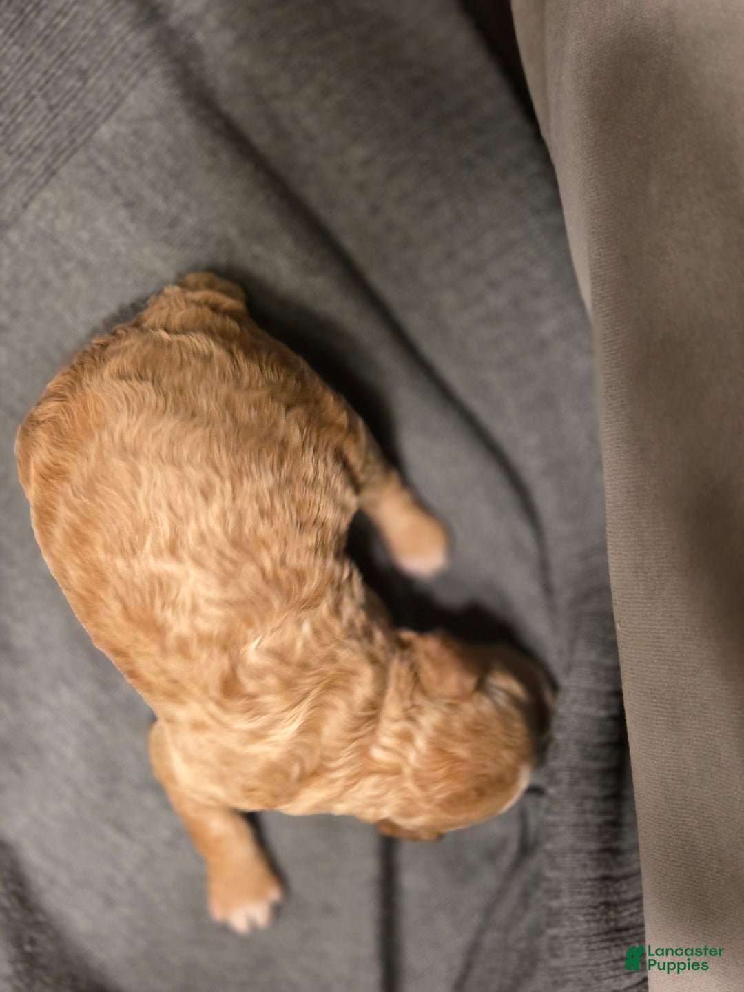 Mini Goldendoodle dogs for sale: Mini Goldendoodle Puppy 2 - Ad 3