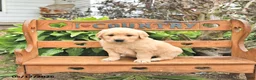 Golden Retriever dogs for sale: Dakota - Ad 3