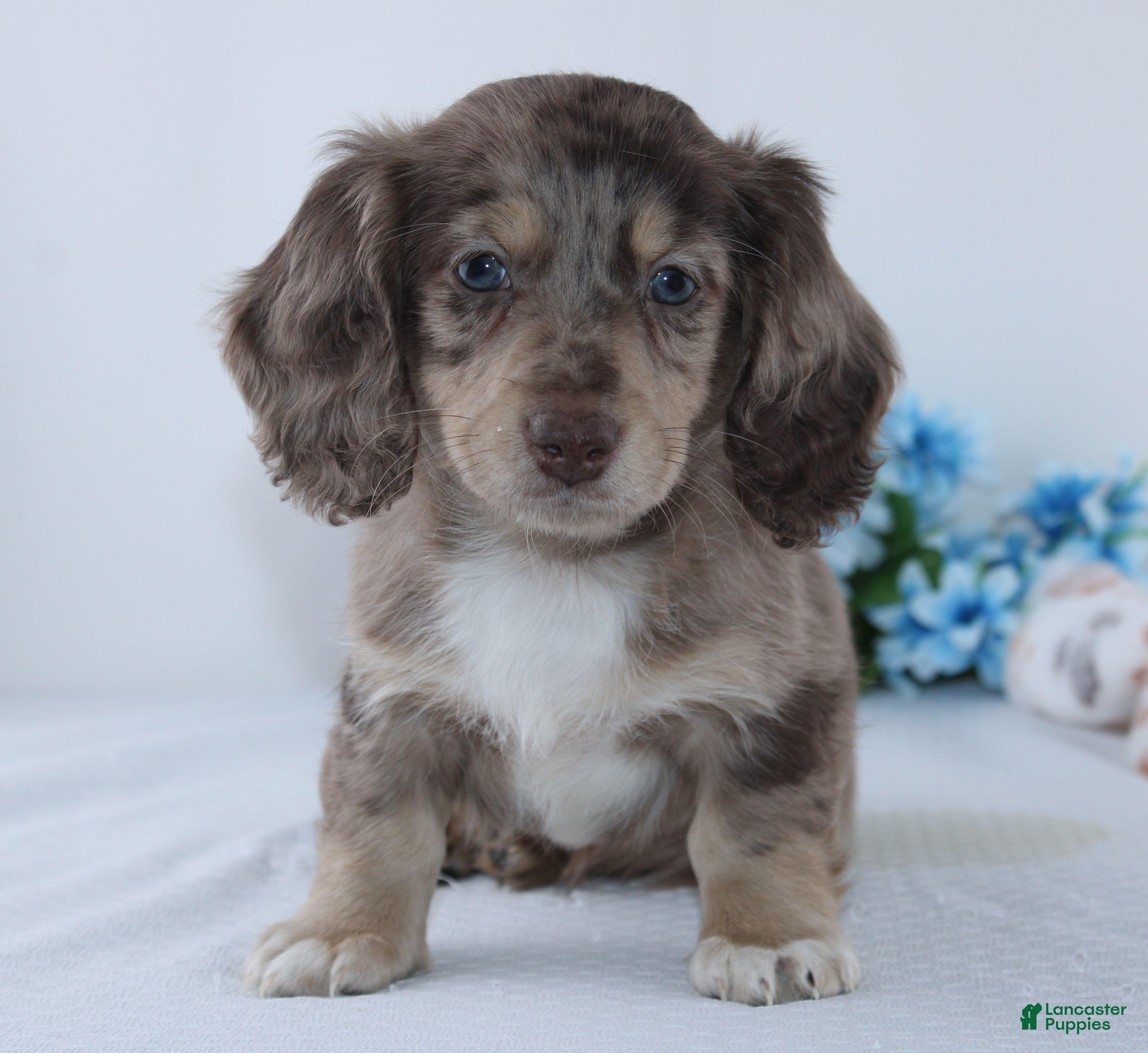 Miniature Dachshund dogs Evan - Ad 1