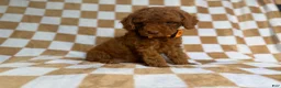 Cockapoo dogs for sale: Mathew  - Ad 6