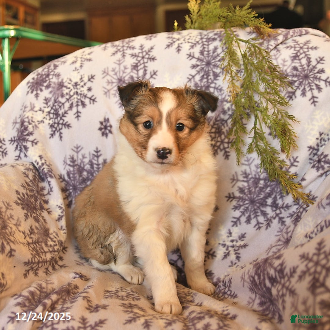Shetland Sheepdog dogs for sale: Eclipse - Ad 1
