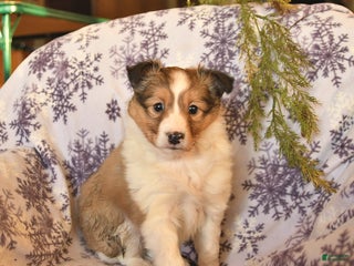 Shetland Sheepdog dogs for sale: Eclipse - Ad 2