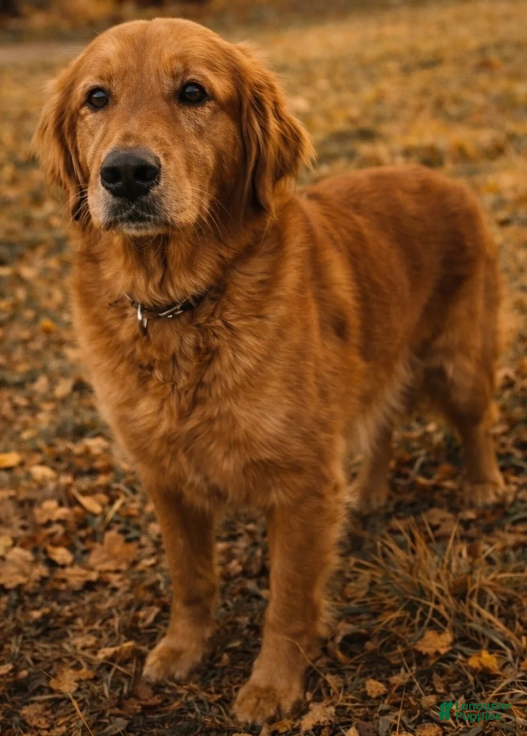 Mixed Breed dogs for sale: Chloe - Ad 2