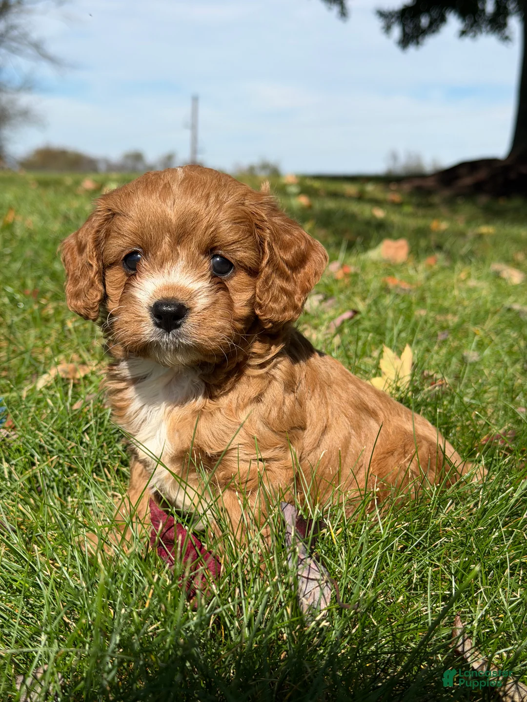 Cavapoo dogs for sale: Cash - Ad 2