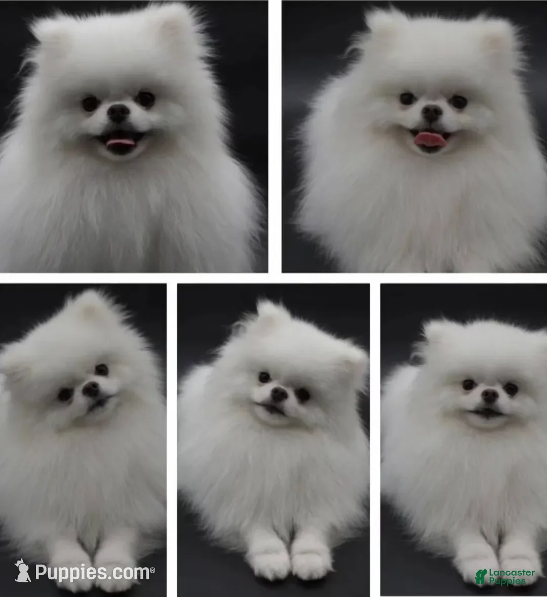 Pomeranian dogs for sale: Pomeranian Puppy 2 - Ad 5