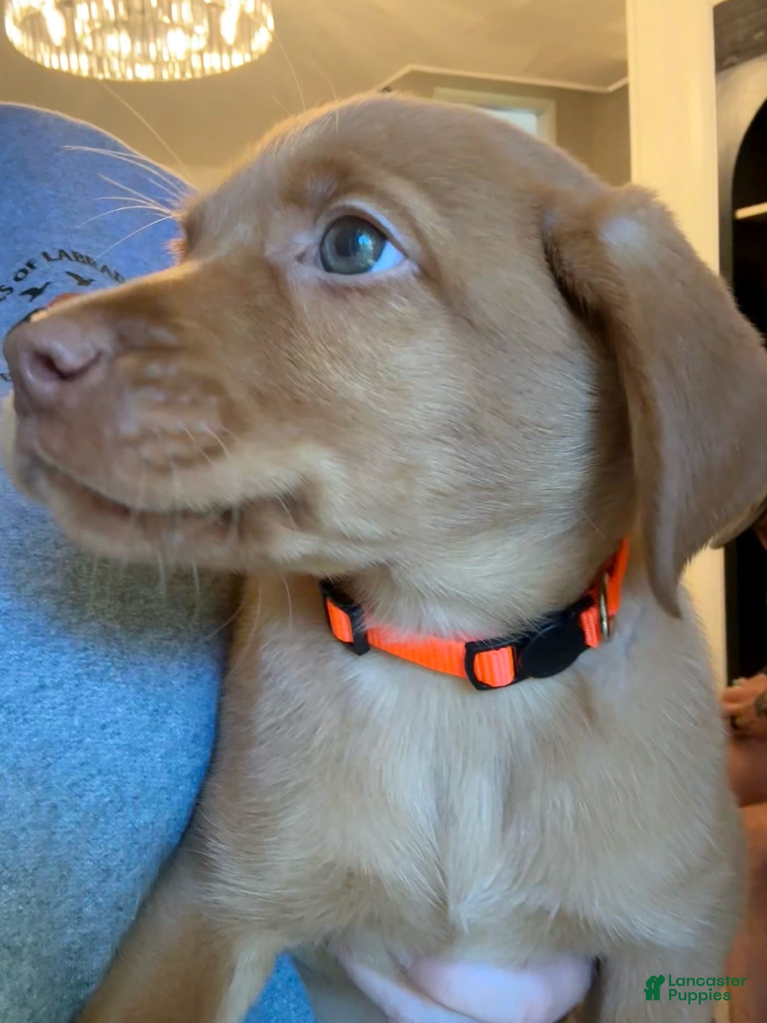 Labrador Retriever dogs for sale: Orange Collar Fox Red Lab Puppy - Ad 3