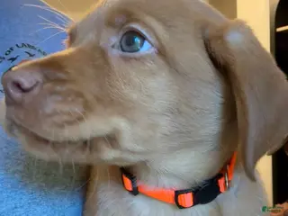Labrador Retriever dogs for sale: Orange Collar Fox Red Lab Puppy - Ad 3