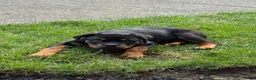 Rottweiler dogs for sale: Rottweiler 1 - Ad 2