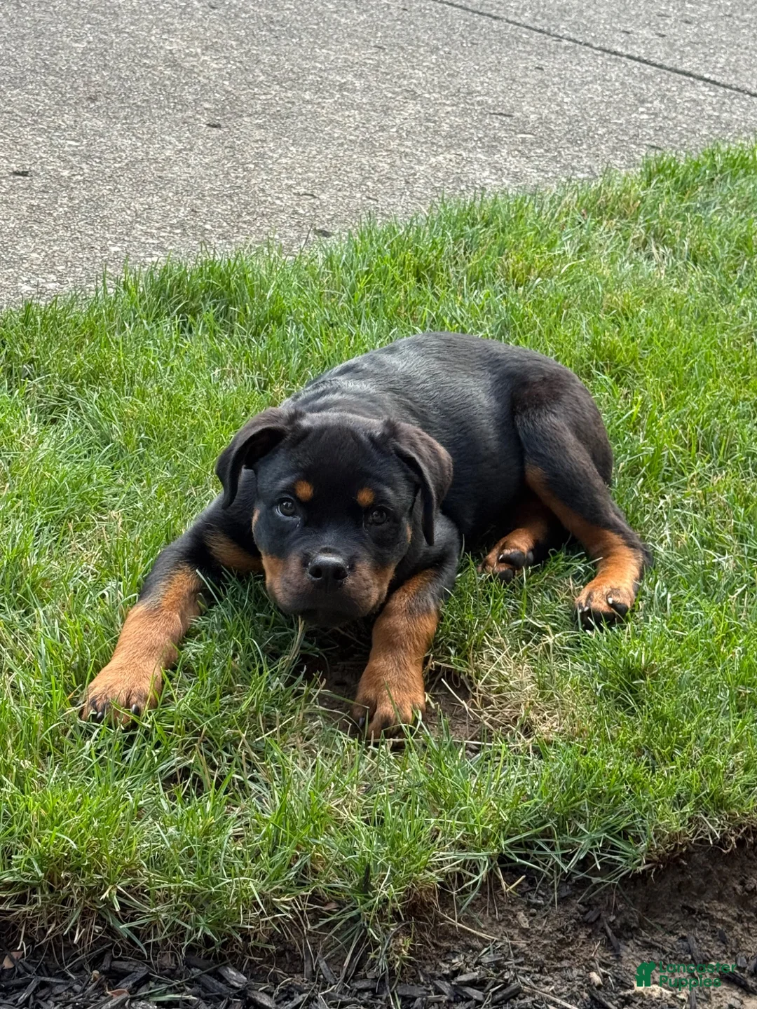 Rottweiler dogs for sale: Rottweiler 1 - Ad 2