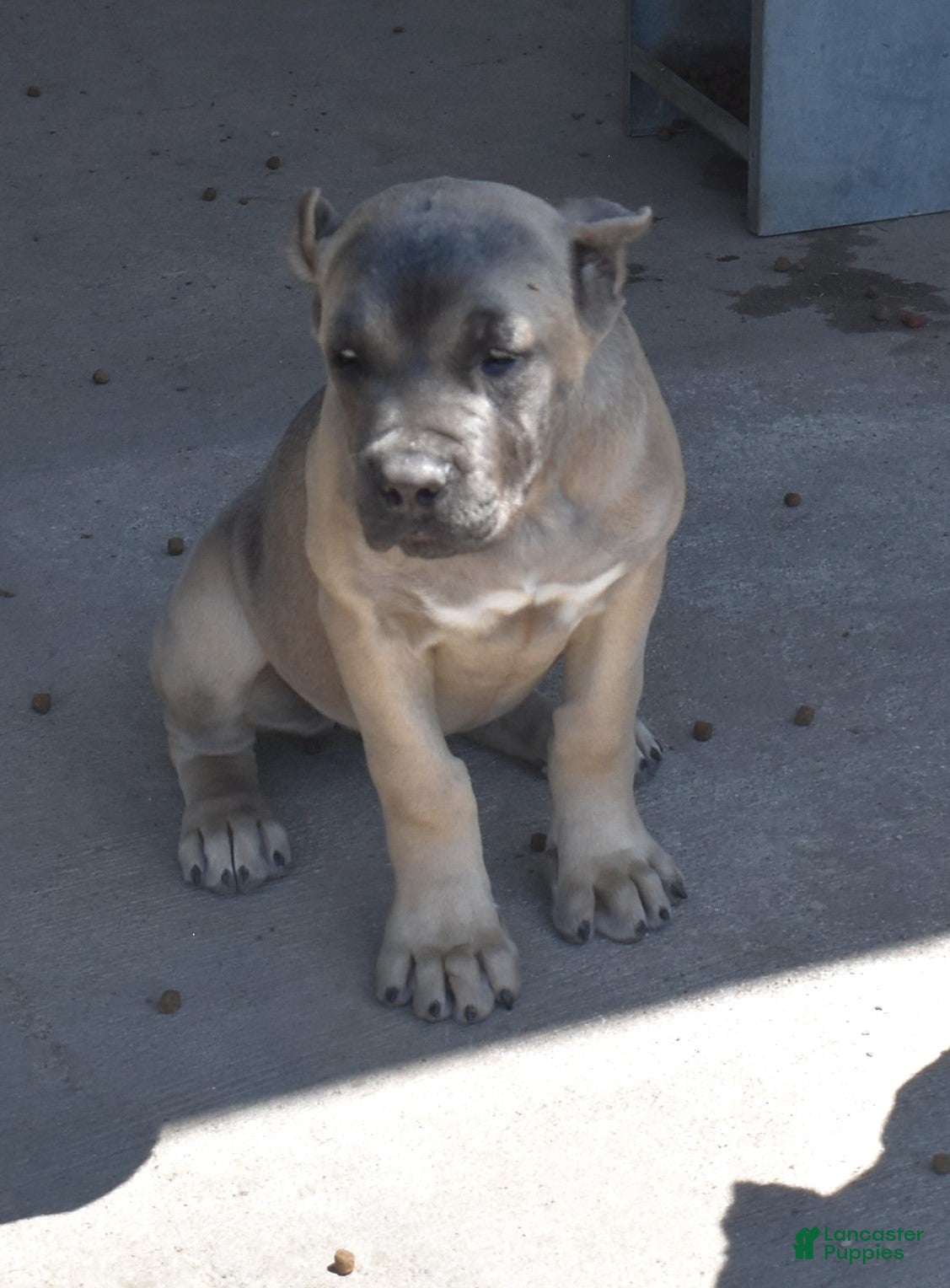 Cane Corso dogs Cherry - Ad 2