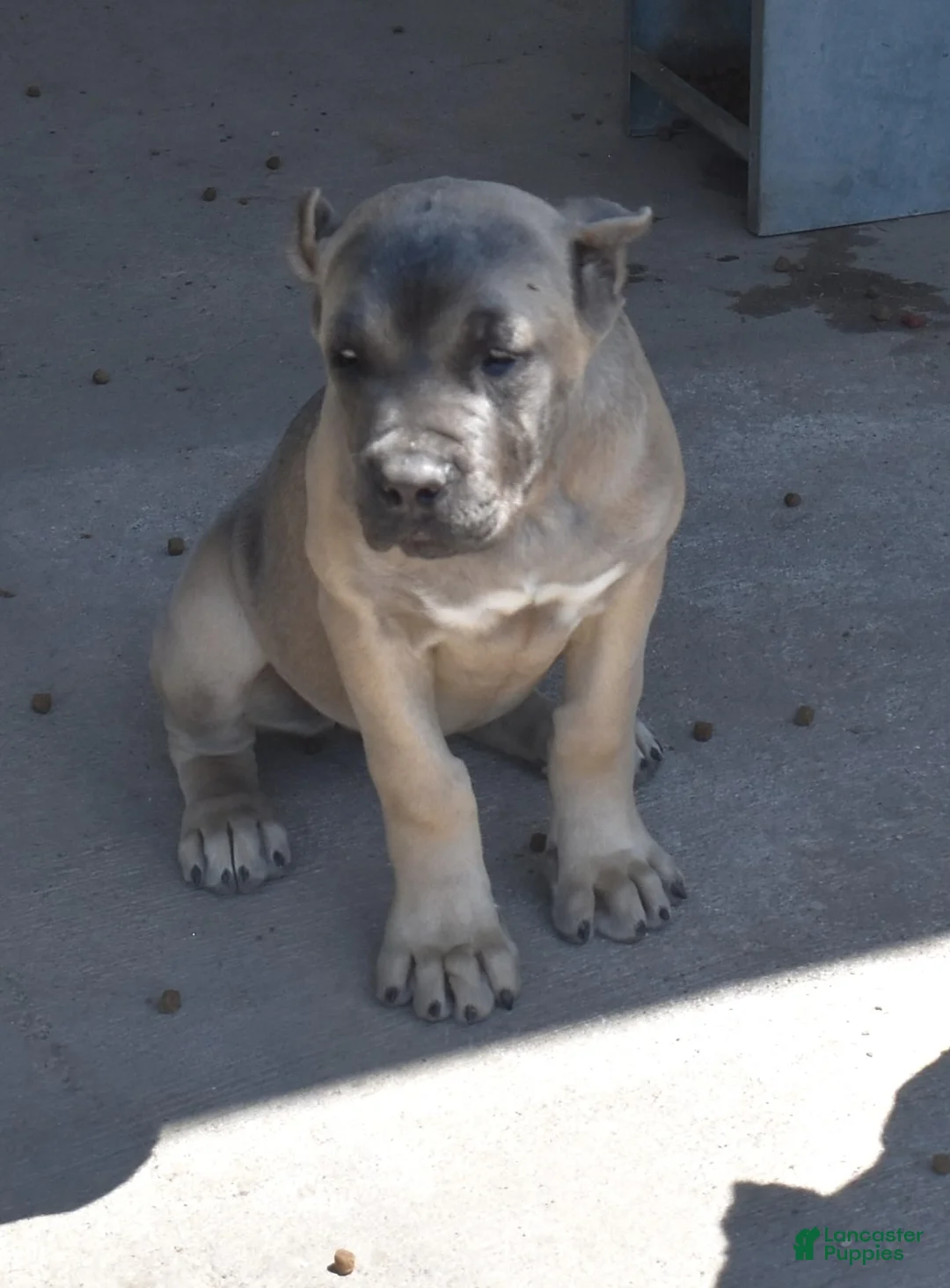 Cane Corso dogs for sale: Cherry - Ad 2