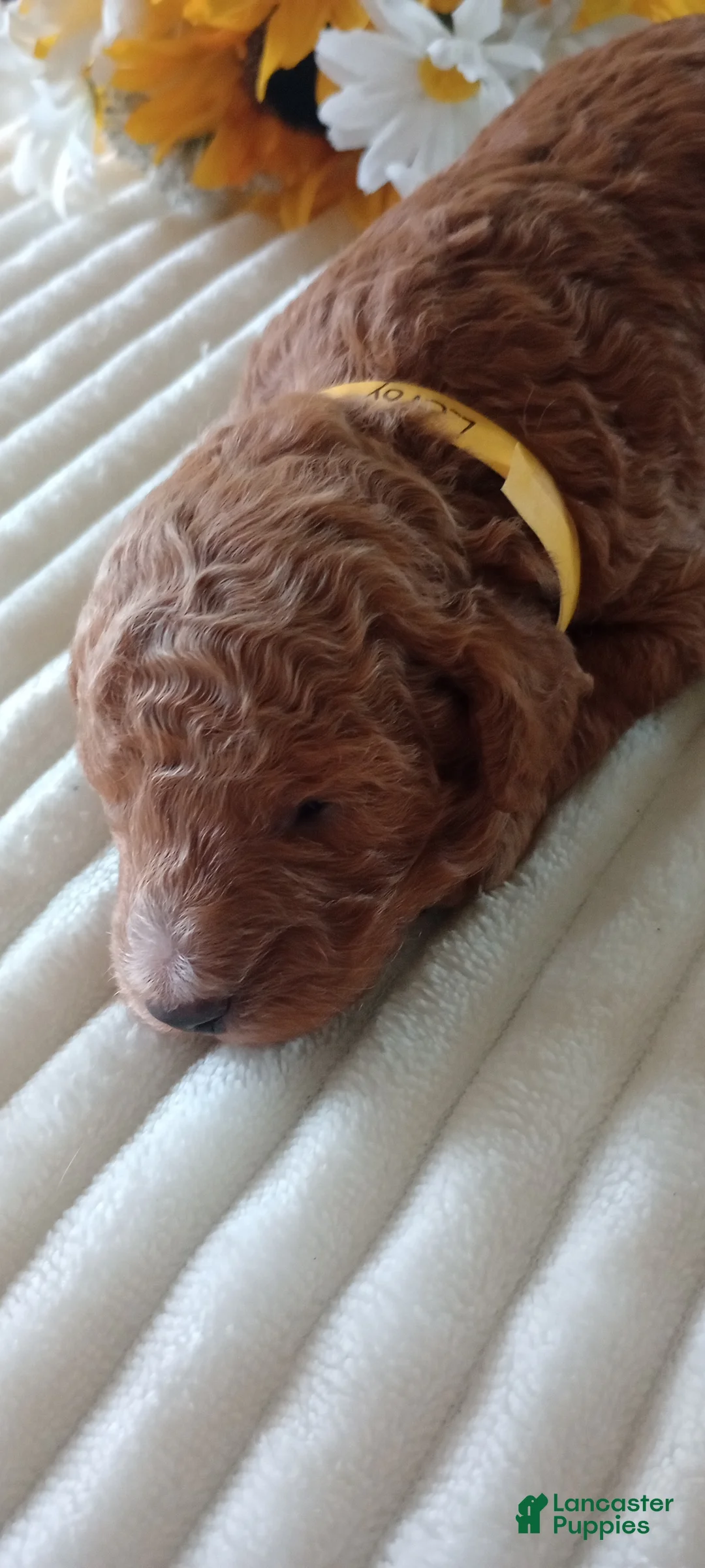 Mini Goldendoodle dogs for sale: Mr. Leroy  - Ad 2