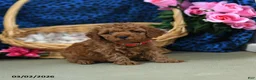 Miniature Poodle dogs for sale: Elli - Ad 3
