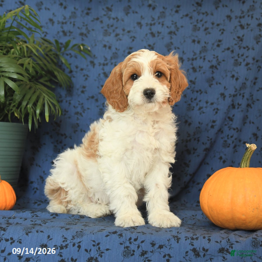 Cavapoo dogs Chip - Ad 1