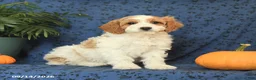 Cavapoo dogs for sale: Chip - Ad 1