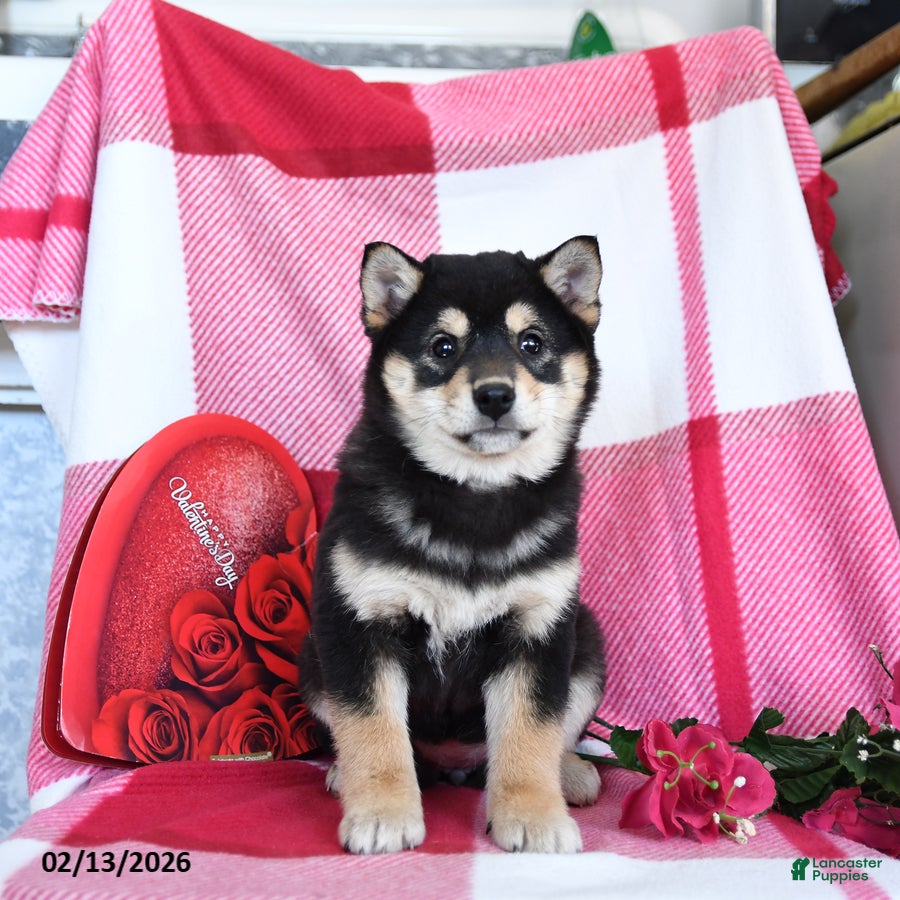 Shiba Inu dogs Britta  - Ad 2