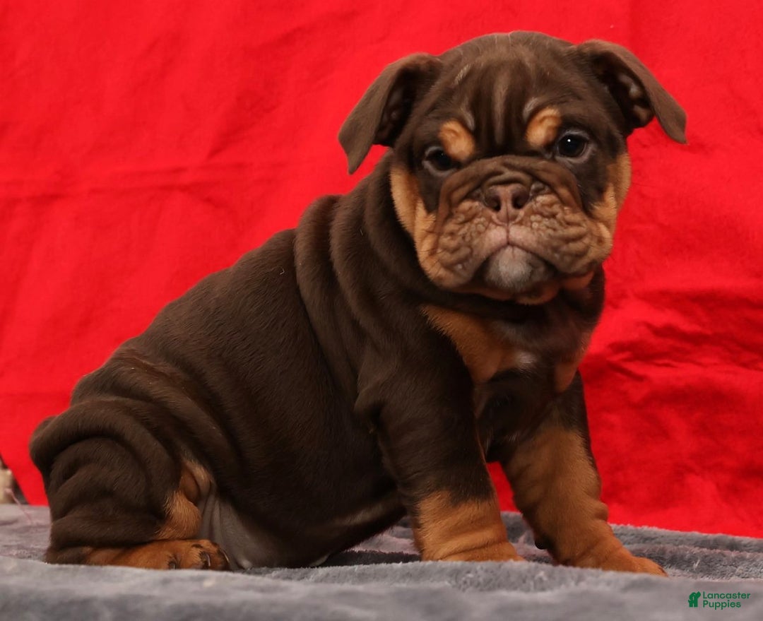 English Bulldog dogs for sale: Kimberly - Ad 2