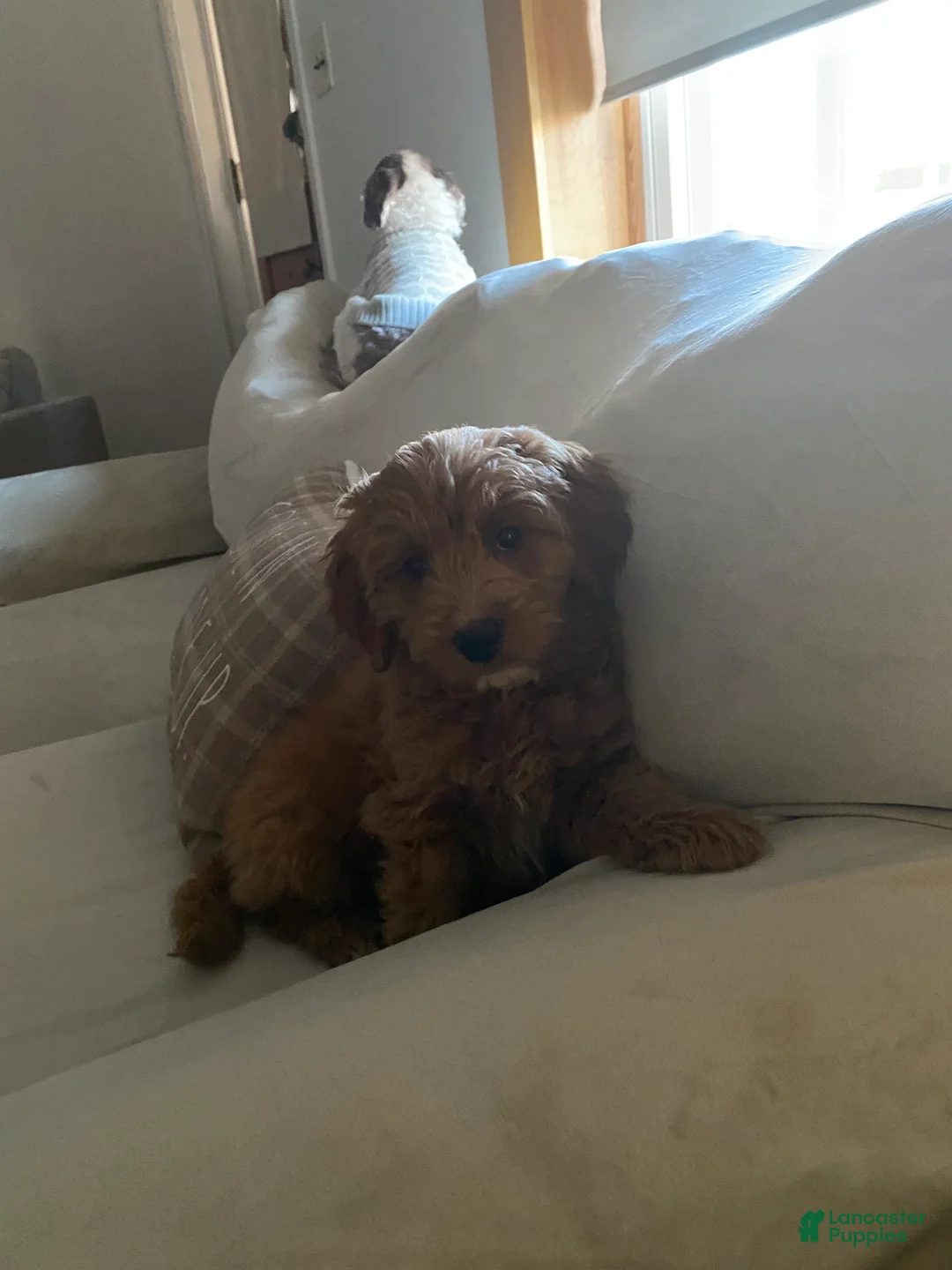 Mini Goldendoodle dogs for sale: Mini Goldendoodle  - Ad 6