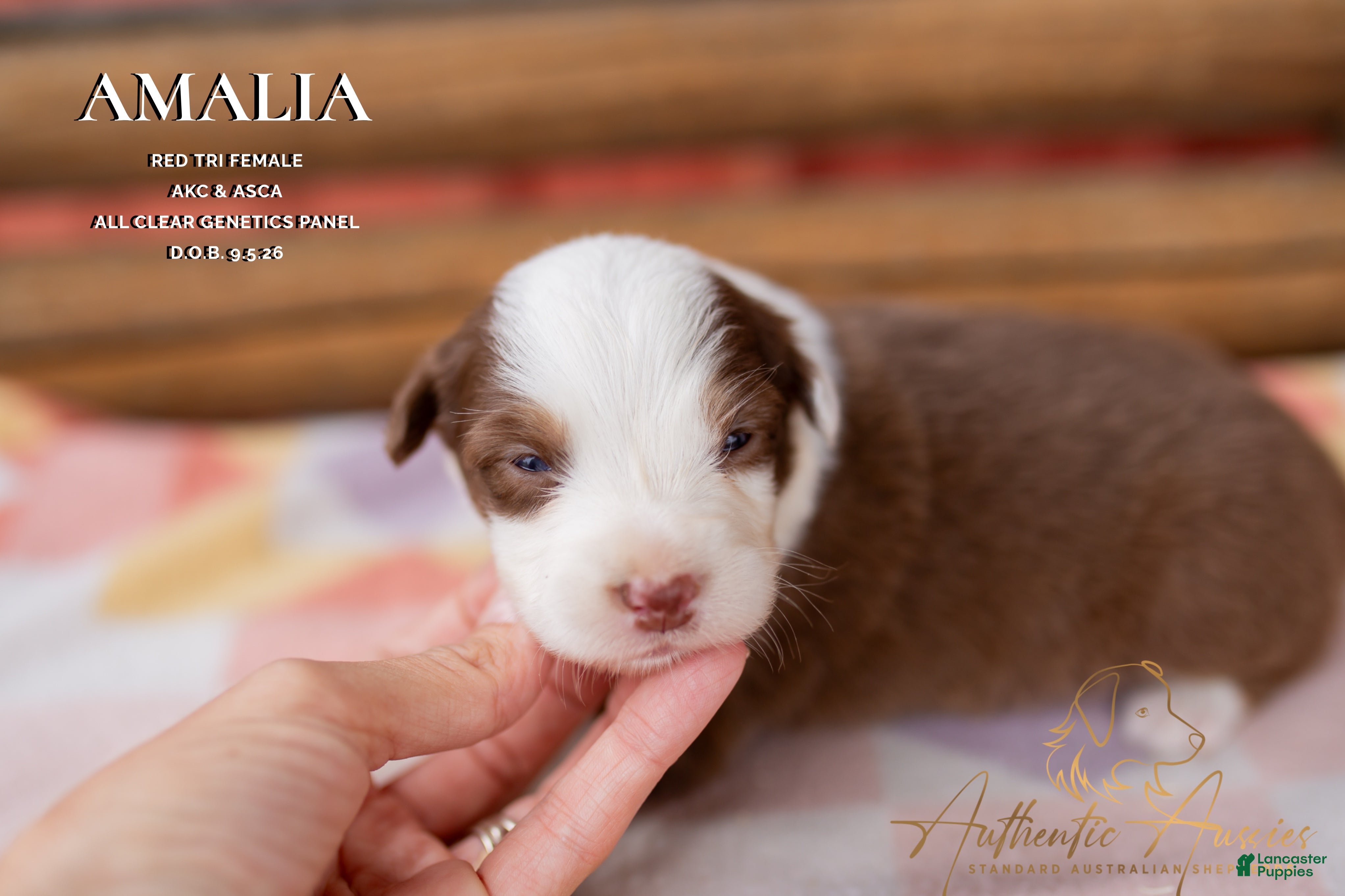 Amalia
