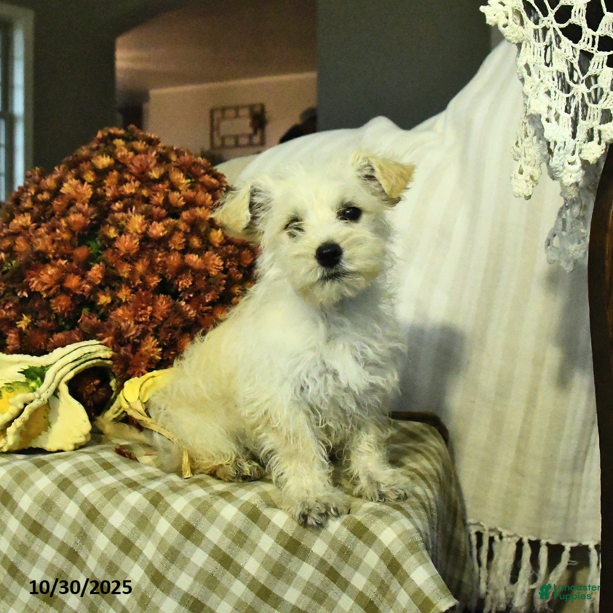 Mixed Breed dogs Dawn - Ad 11