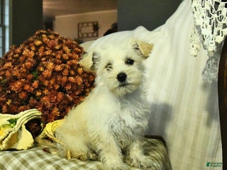 Mixed Breed dogs Dawn - Ad 16