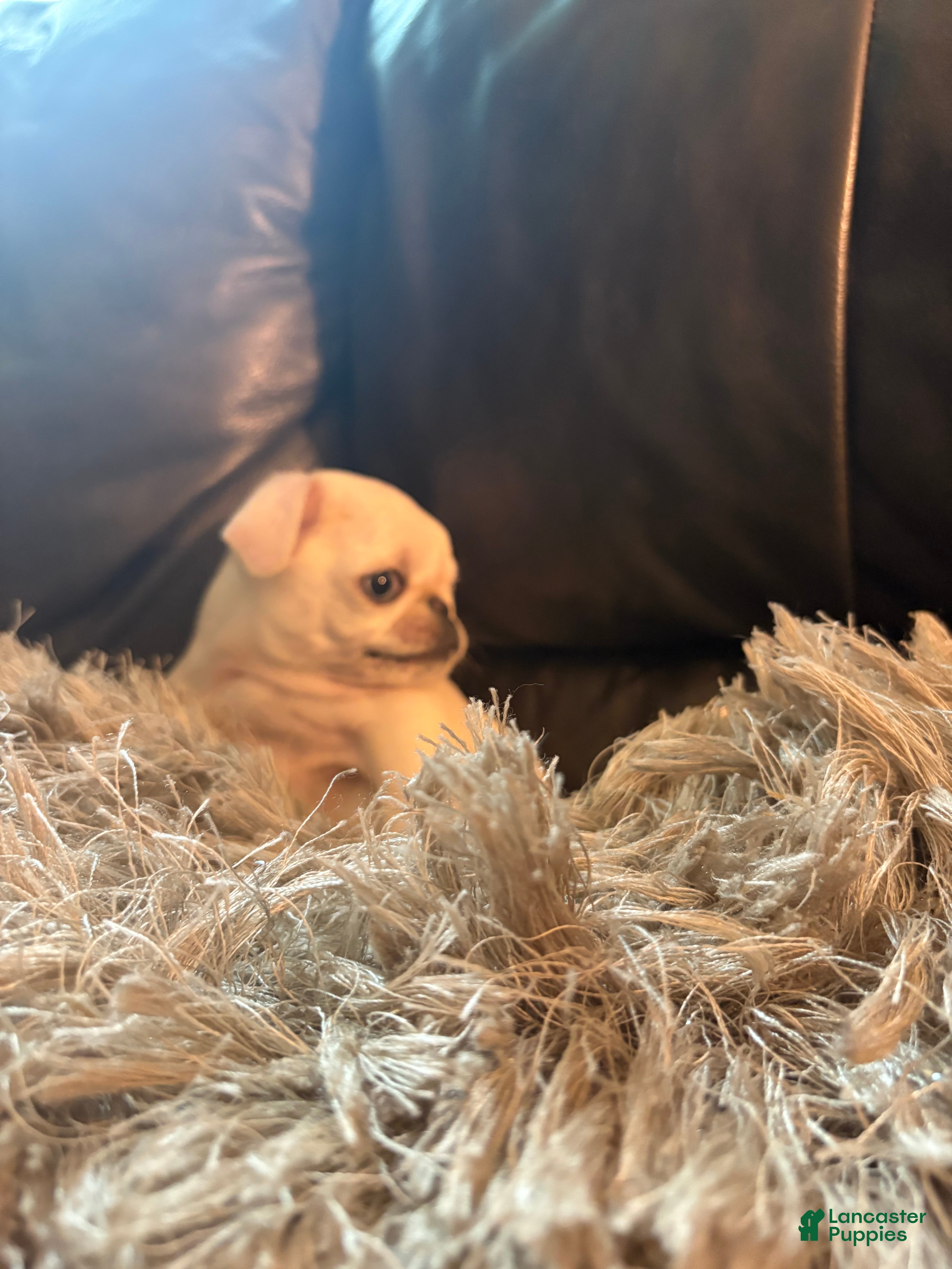 Pug dogs for sale: Ollie  - Ad 1