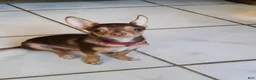 Chihuahua dogs for sale: White blk tri male Hand Delivery  - Ad 5