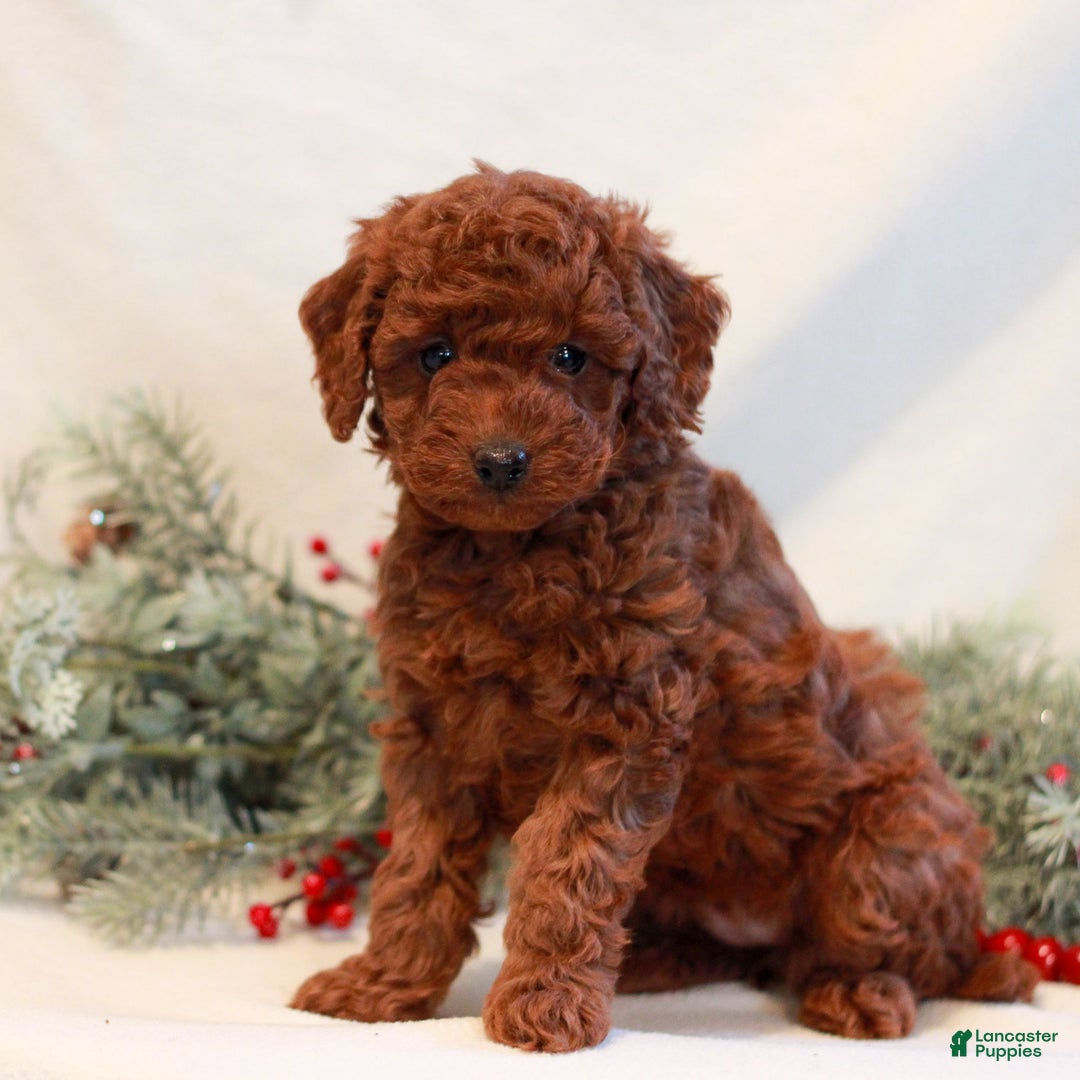 Mini Goldendoodle dogs for sale: Felicity  - Ad 3
