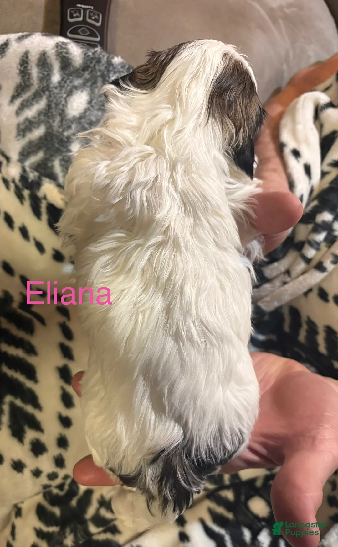 Shih Tzu dogs for sale: Eliana - Ad 2