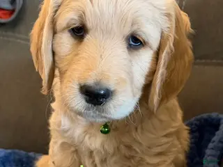 Goldendoodle dogs Jenny - Ad 10