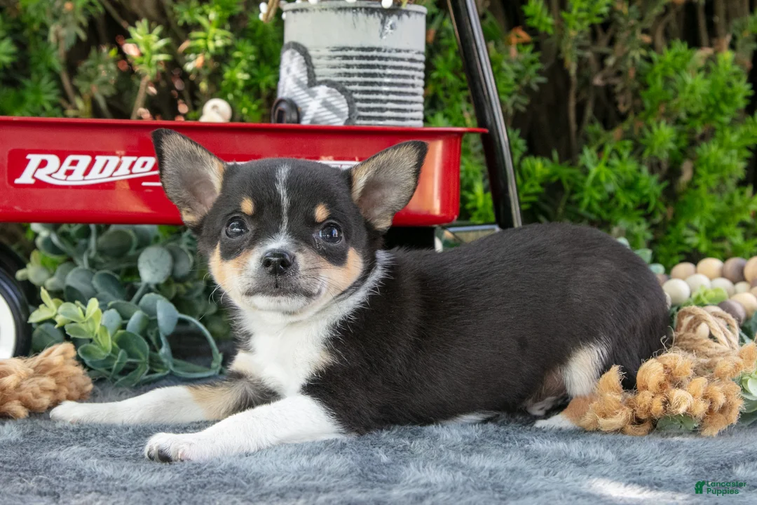 Chihuahua dogs for sale: Peanut - Ad 3