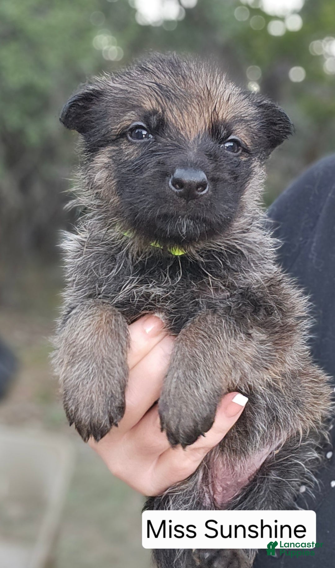 German Shepherd dogs for sale: German Shepherd Puppy 7 - Sunshine - Ad 3