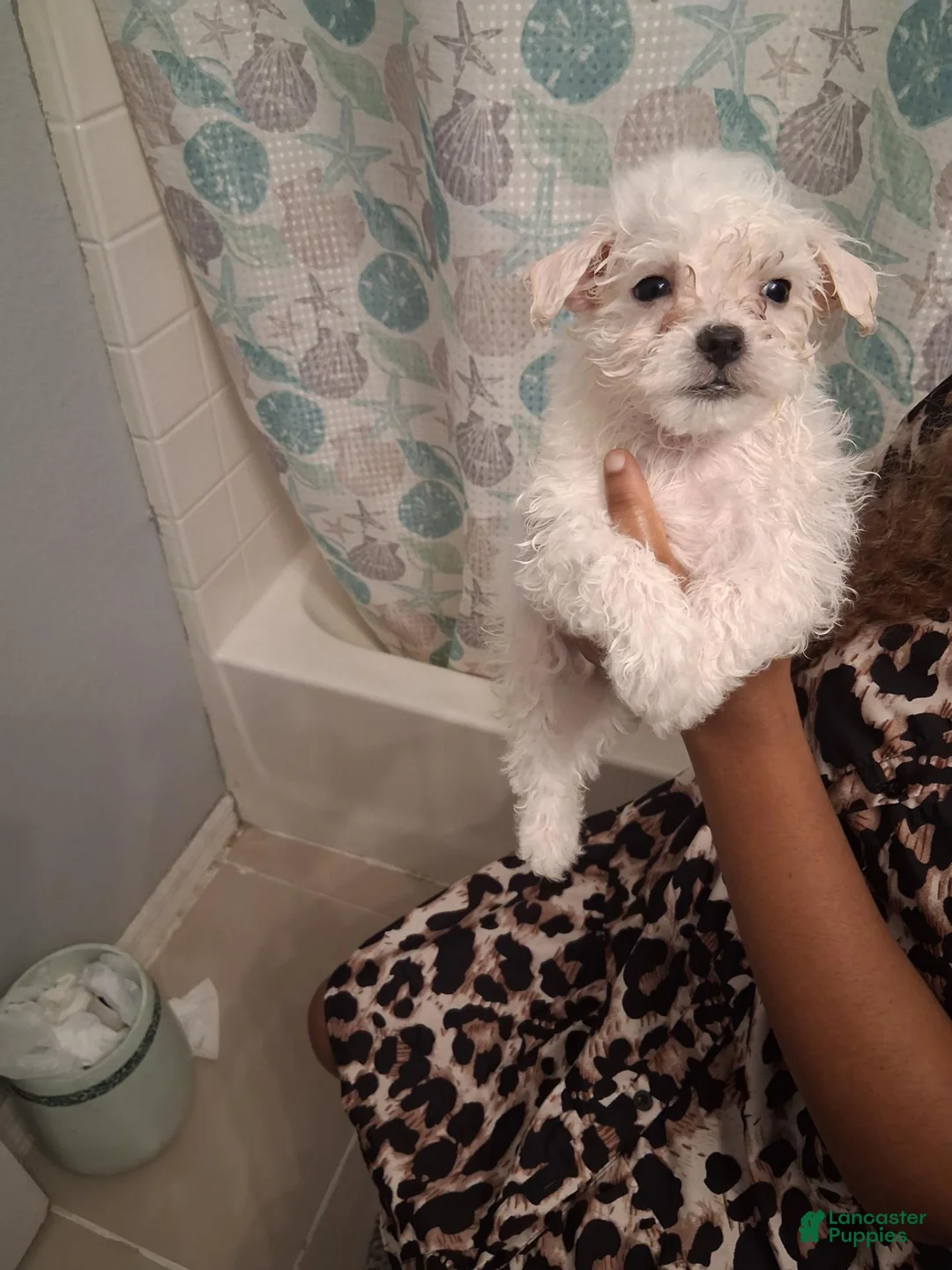 Maltese dogs for sale: Maltese 2 - Ad 3