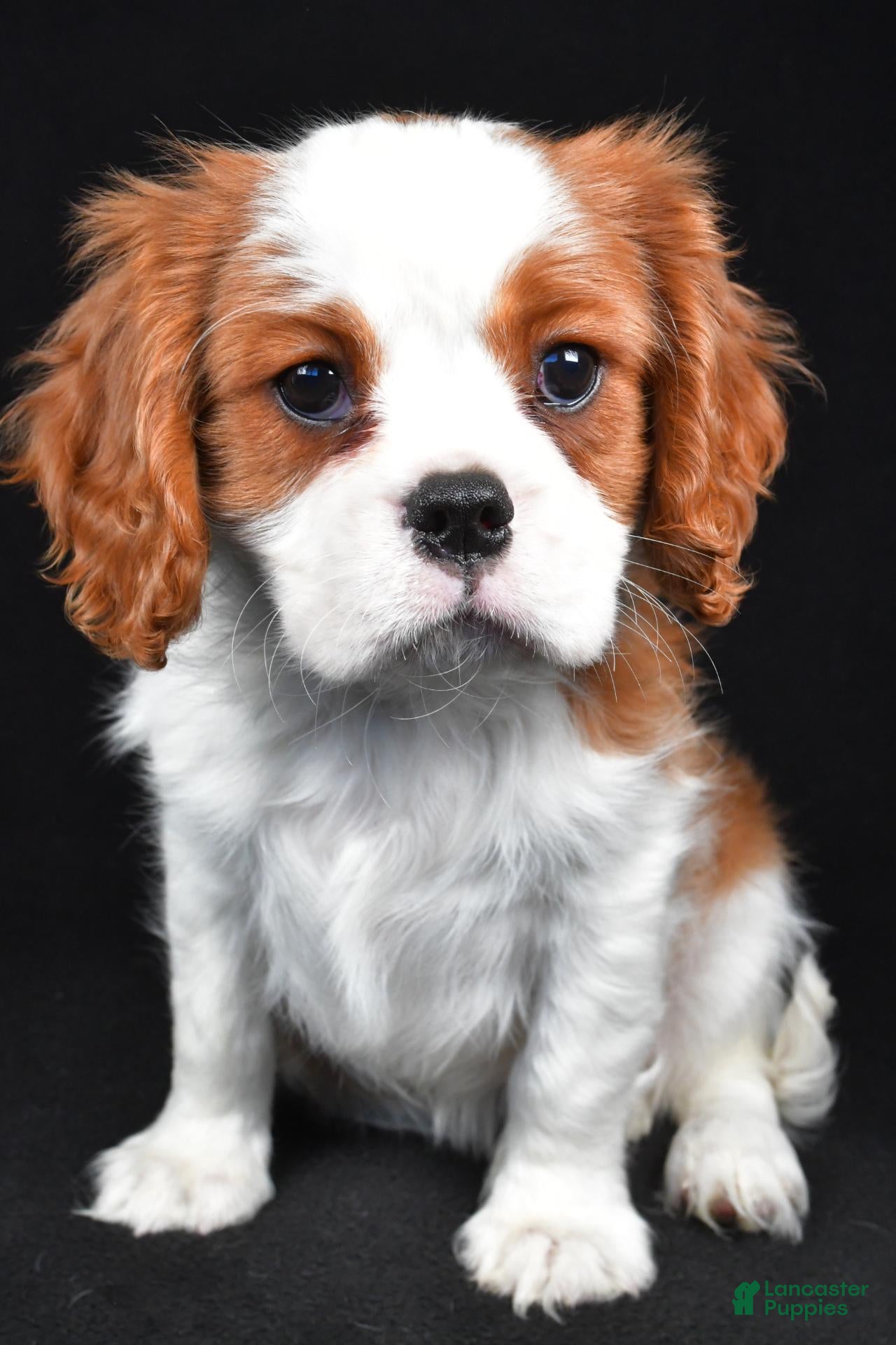 Cavalier King Charles Spaniel dogs for sale: Theodore - Ad 2