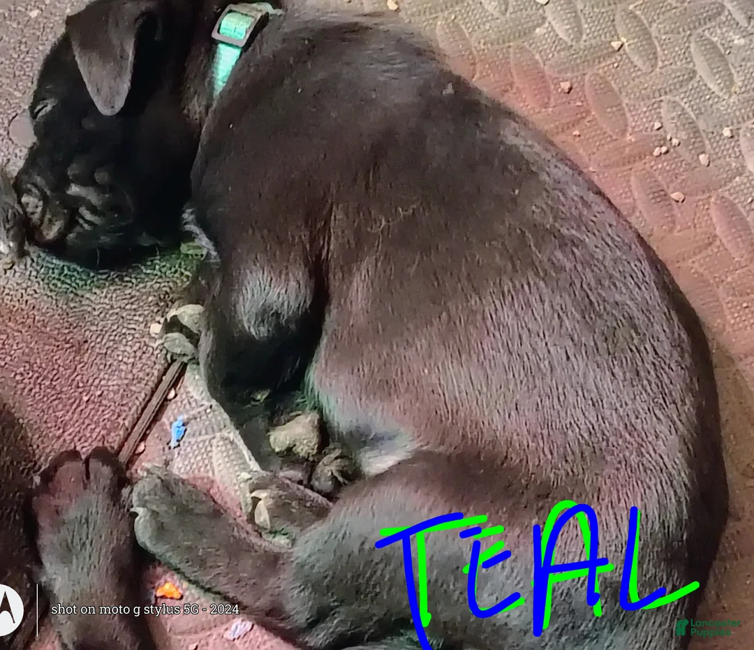 Mixed Breed dogs for sale: Mixed Breed Puppy 10 - Ad 1