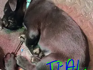 Mixed Breed dogs Mixed Breed Puppy 10 - Ad 15