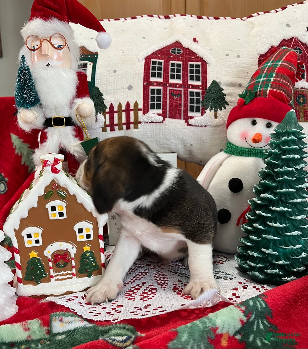 Beagle dogs for sale: Beagle Puppy 2 - Ad 2