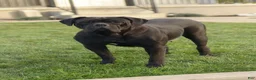 Cane Corso dogs for sale: Dahlia  - Ad 6