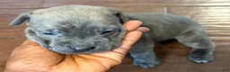 Cane Corso dogs for sale: Cane Corso Puppy 7 - Ad 3