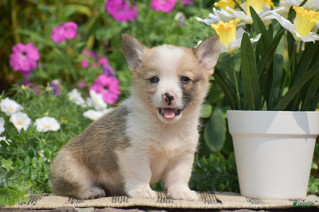Welsh Corgi Pembroke dogs for sale: Clifford - Ad 1