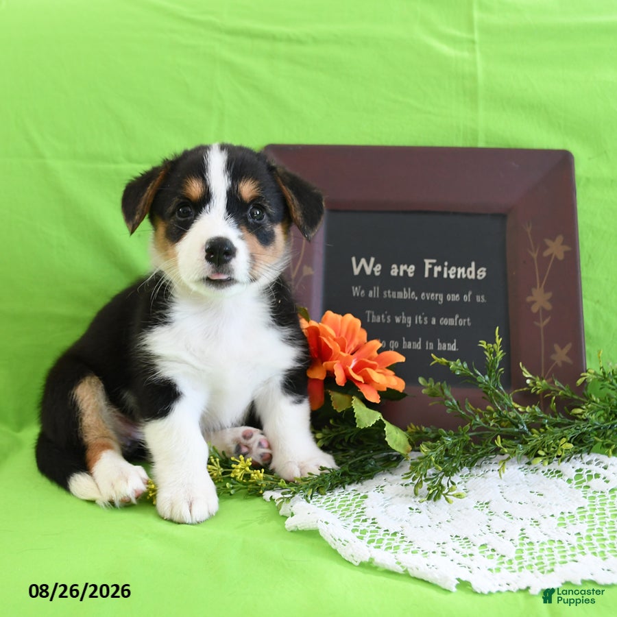 Welsh Corgi Pembroke dogs Christina - Ad 1