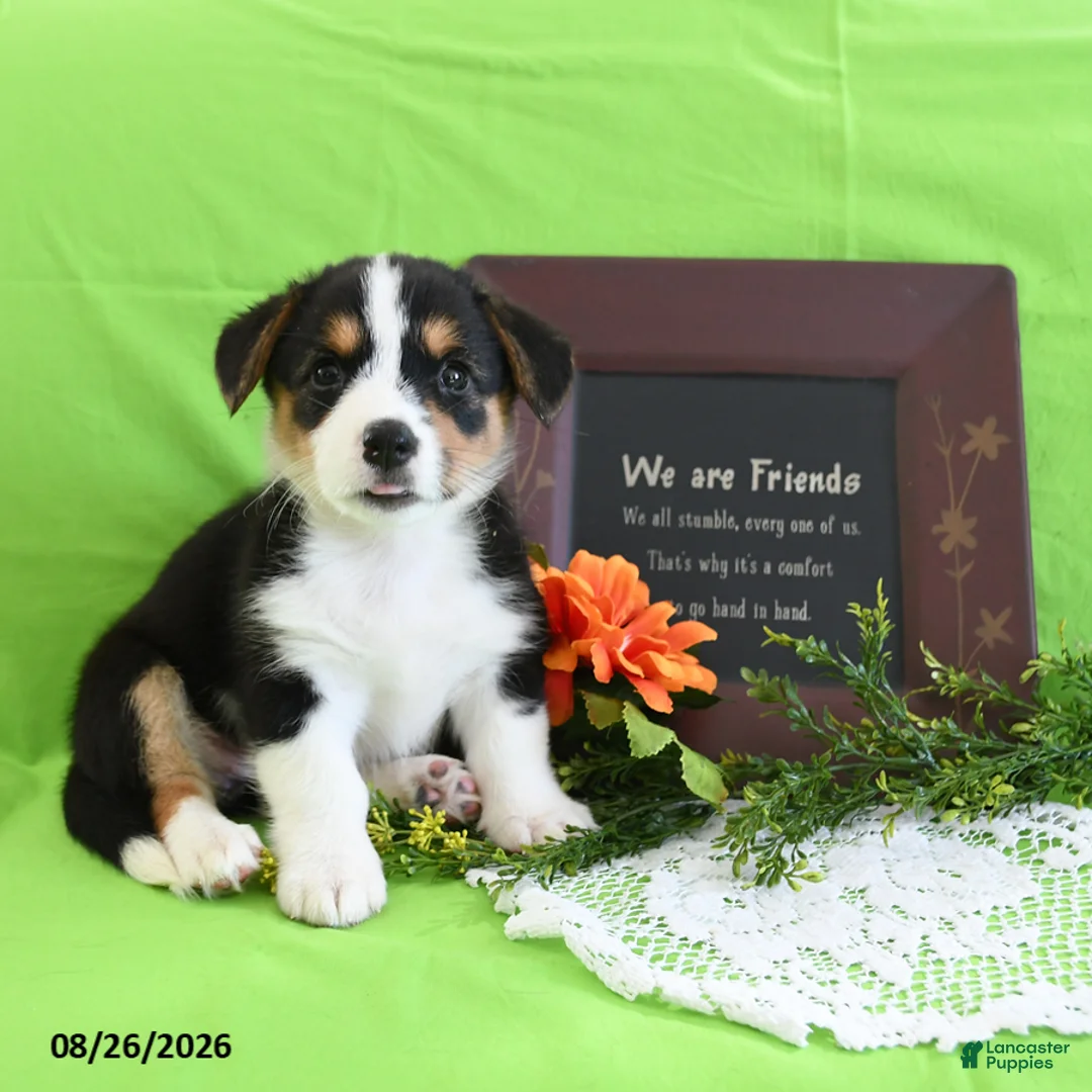 Welsh Corgi Pembroke dogs for sale: Christina - Ad 1