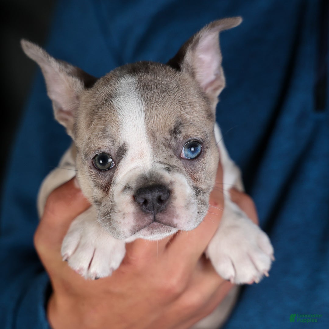 Frenchton dogs for sale: NORA - Ad 3