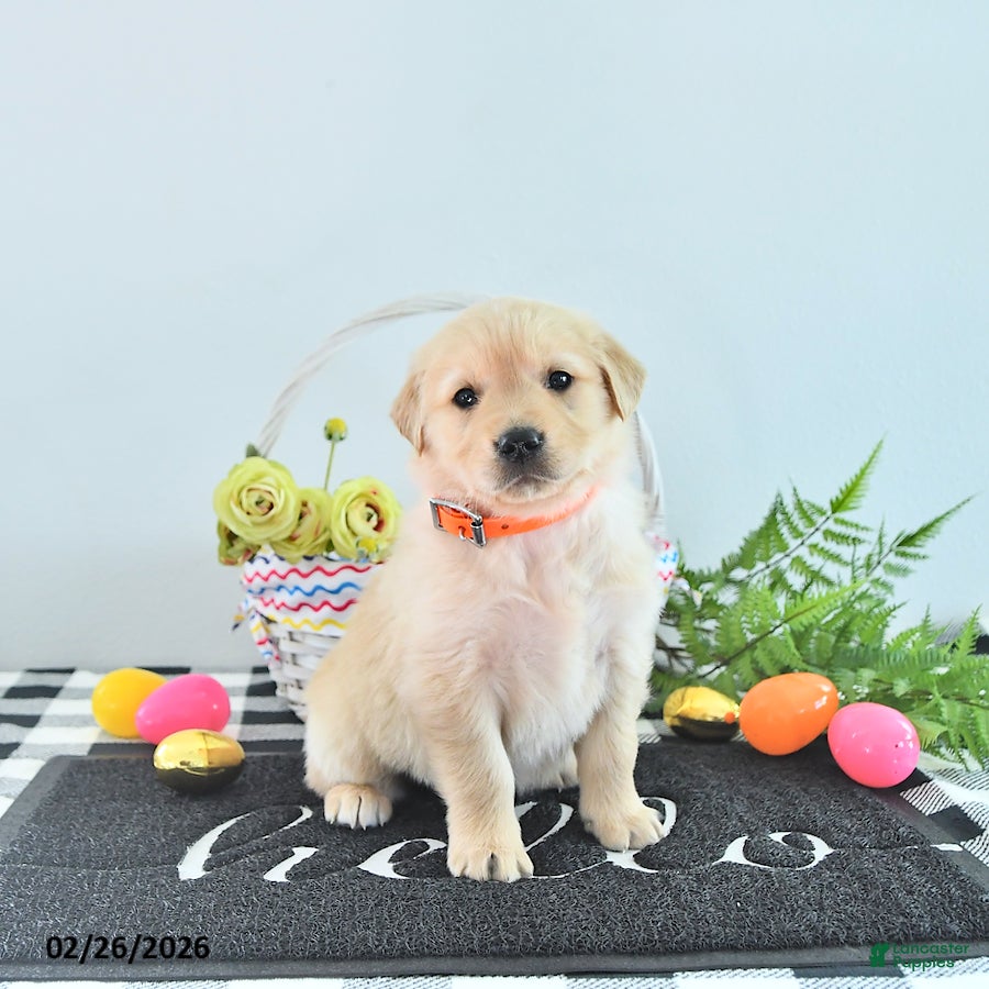 Golden Retriever dogs Layla - Ad 2