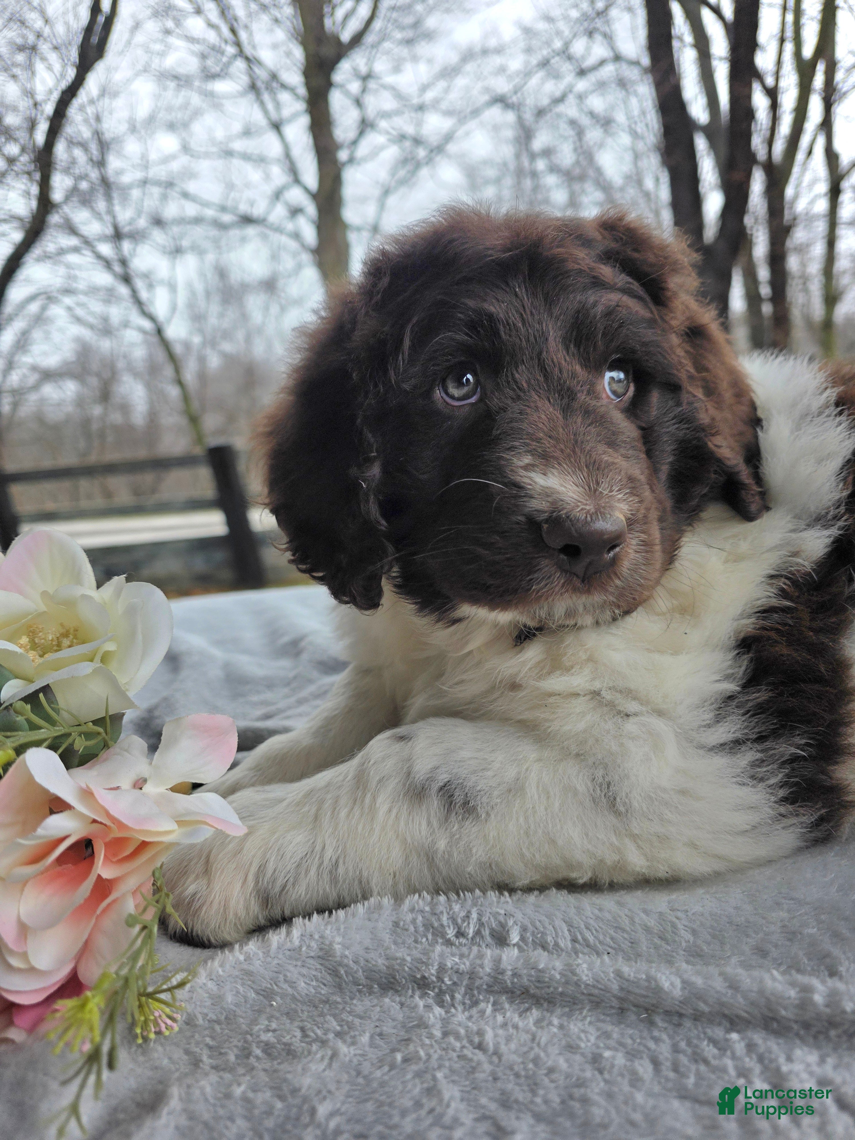 Newfypoo dogs Reba - Ad 1