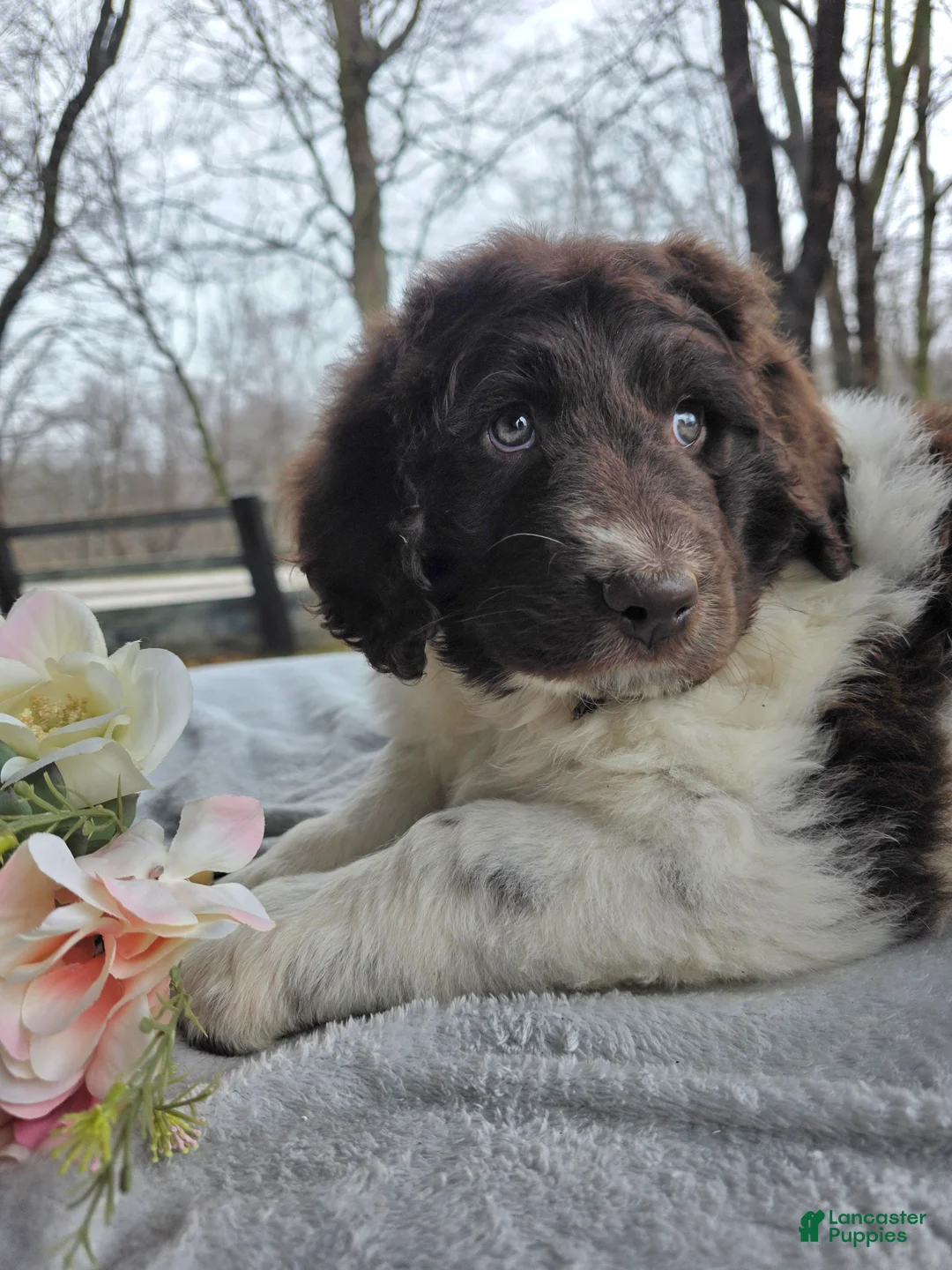 Newfypoo dogs for sale: Reba - Ad 1